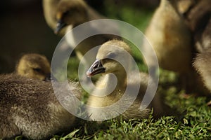 Cute ducks,Â Group of little yellow ducklings, Household